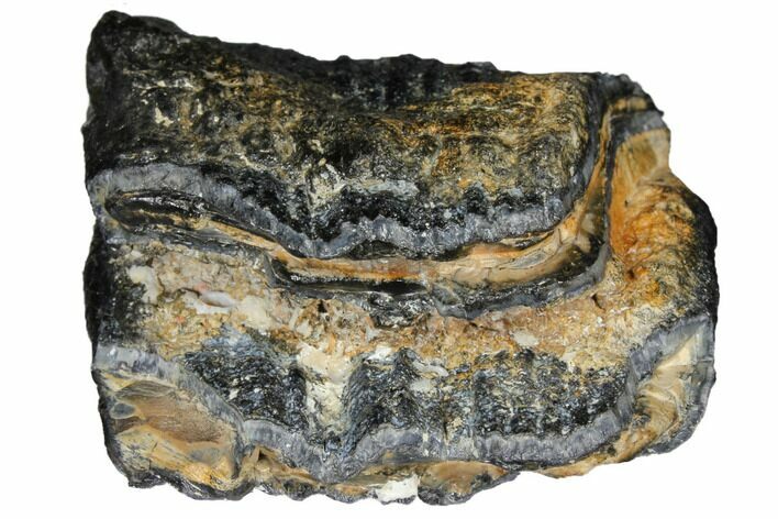 Partial Mammoth Molar - South Carolina #129679